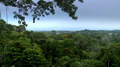 Aerial view. Landscape of the amazon rainforest, Yasuni National Park, Ecuador. Stock Footage 263151235