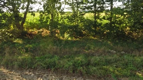 Aerial view of a landscape of corn Stock Footage 73702683