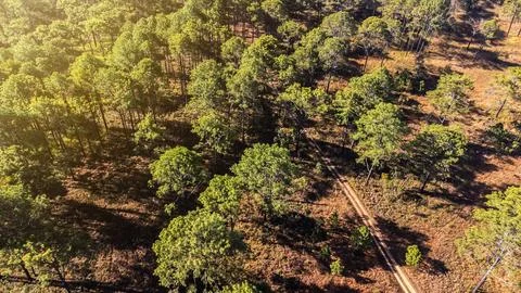 Aerial view of landscape forest Stock Photos