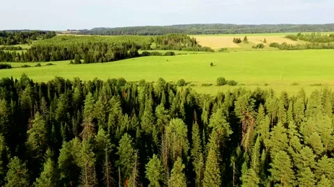 Aerial view landscape with green fields and forest on sunny day Stock Footage 175184382