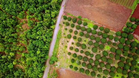 Aerial view of landscape with mango trees plantation. Scenic panorama 4k Stock Footage 137118688