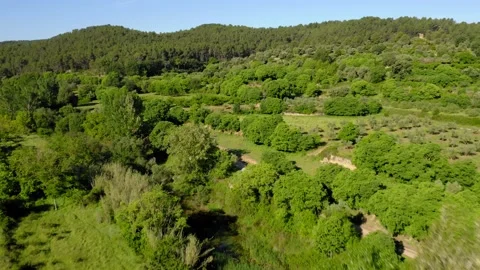 Aerial view landscape poplars river in bloom spring Stock Footage 130797972
