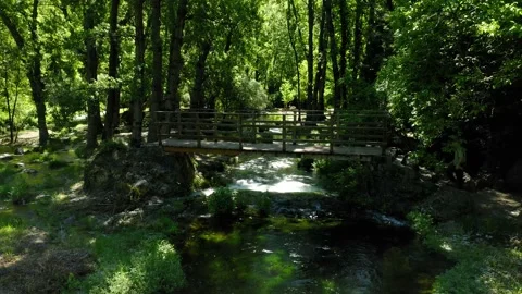 Aerial view landscape poplars river in bloom spring Stock Footage 130797989