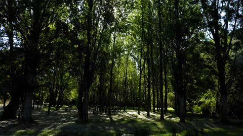 Aerial view landscape poplars river in bloom spring Stock Footage 130798002