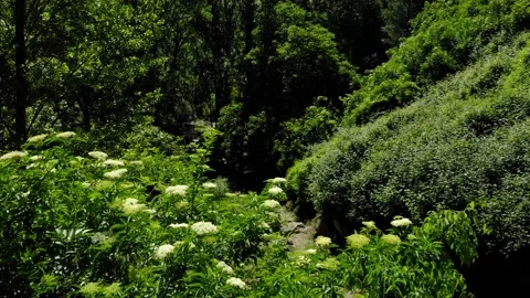 Aerial view landscape poplars river in bloom spring Stock Footage 130798024