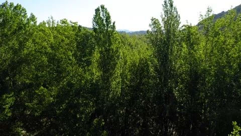 Aerial view landscape poplars river in bloom spring Stock Footage 130798059
