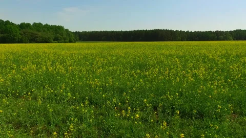 Aerial View Landscape Rapeseed Field. Flying Over Yellow Rapeseed. Stock Footage 153754869
