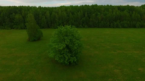 Aerial View Landscape. trees in the park Stock Footage 153758065