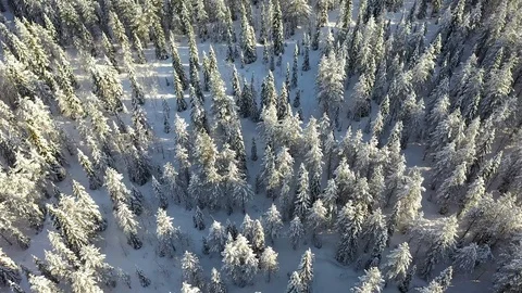 Aerial view of Lapland. The drone view of winter forest in Lapland, Finland Stock Footage 126278997