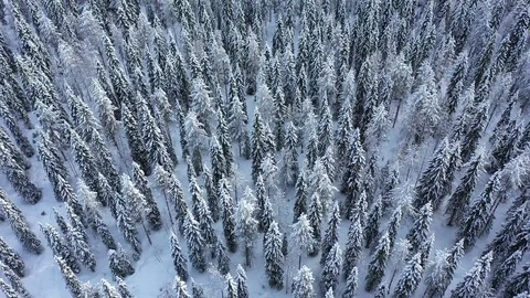 Aerial view of Lapland. The drone view of winter forest in Lapland, Finland Stock Footage 126279541