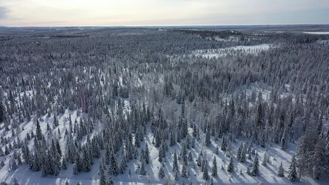 Aerial view of Lapland. The drone view of winter forest in Lapland, Finland Stock Footage 126279721