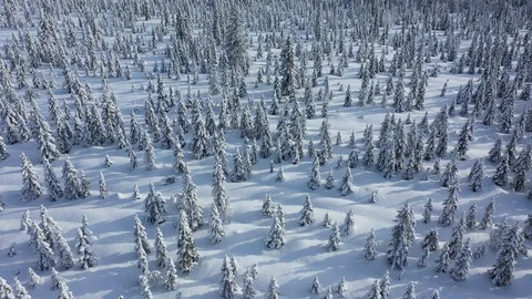 Aerial view of Lapland. The drone view of winter forest in Lapland, Finland Stock Footage 126279739