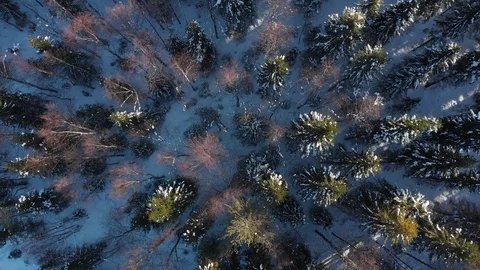 Aerial view of Lapland. The drone view of winter forest in Lapland, Finland Stock Footage 126279838