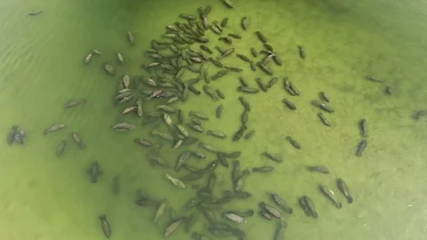 Aerial view of a large aggregation of manatees in Florida Stock Footage 111425503