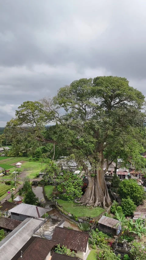 Aerial view of Large Banyan tree in Baru Village, Bali, Indonesia Stock Footage 320516186