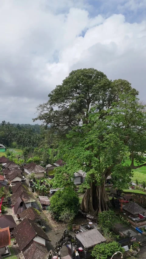 Aerial view of Large Banyan tree in Baru Village, Bali, Indonesia Stock Footage 320516194