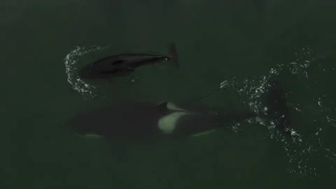 Aerial view of a large black fish swimming in the water. Black fish swimming in Stock Footage 228719573