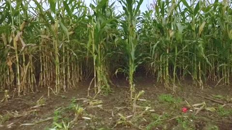 Aerial view of a large corn field Stock Footage 59089772