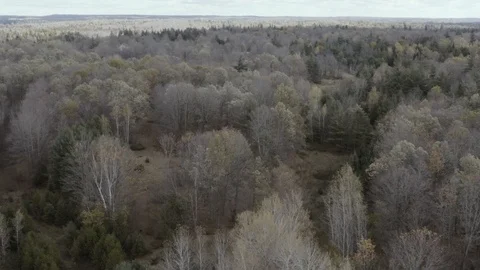 Aerial view of a large country forest on a fall cloudy day 02 Stock Footage 97722453
