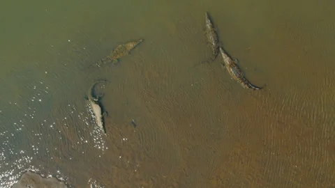 Aerial view of large crocodiles gather in sunlit waters of Tarcoles River Costa Vídeo Stock 345694971