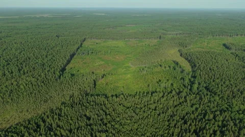 Aerial view of a large deforested area surrounded by dense green forest, showing Stock-Footage 313525795