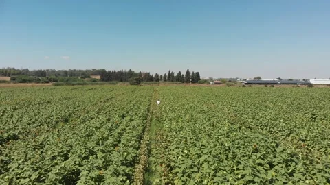 Aerial view of a large endless blooming sunflower field from the drone. Stock Footage 139500818