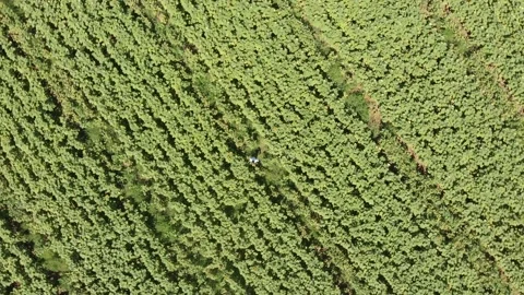 Aerial view of a large endless blooming sunflower field from the drone. Stock Footage 139500822