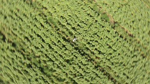 Aerial view of a large endless blooming sunflower field from the drone. Stock Footage 139500841