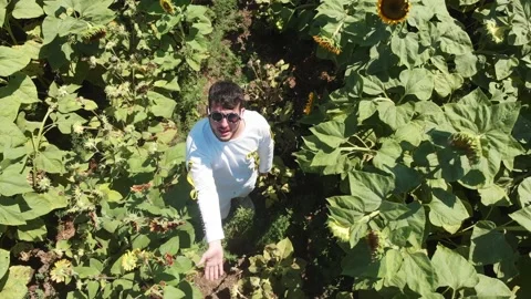 Aerial view of a large endless blooming sunflower field from the drone. Stock Footage 139500844