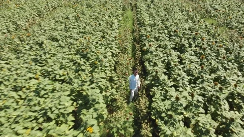 Aerial view of a large endless blooming sunflower field from the drone. Stock Footage 139500854
