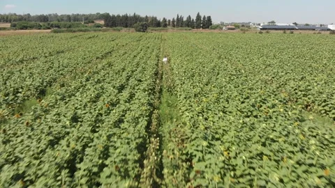 Aerial view of a large endless blooming sunflower field from the drone. Vídeo Stock 139500864