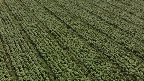 Aerial view of a large endless blooming sunflower field from the drone. Stock Footage 139500868