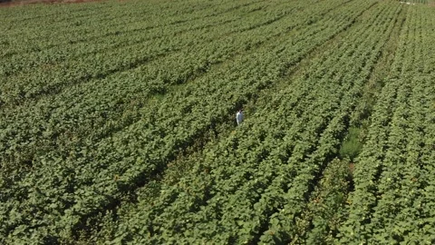 Aerial view of a large endless blooming sunflower field from the drone. Stock Footage 139500874