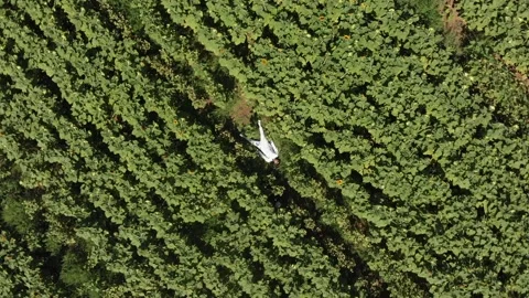 Aerial view of a large endless blooming sunflower field from the drone. 스톡 동영상 139500883