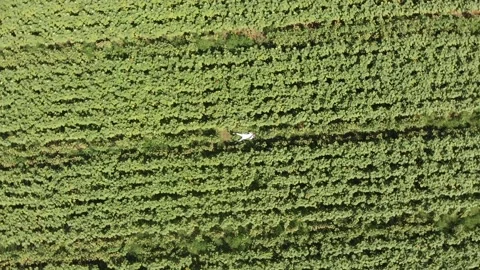 Aerial view of a large endless blooming sunflower field from the drone. Stock Footage 139500911