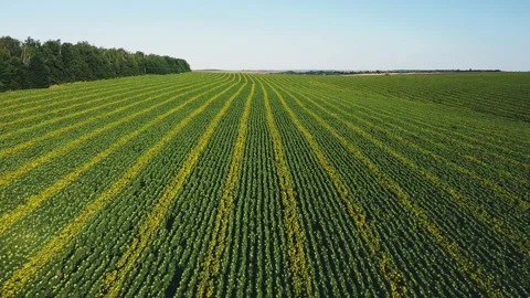 Aerial view of a large field planted in a row of young sunflowers on a sunny day Stock Footage 137448615
