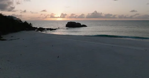 Aerial view of a large flock of Brown Noddy terns flying sunset tropical island Video stock 221030758
