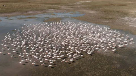 Aerial view large flock of Greater Flamingos walking on the Makgadikgadi pans Stock-Footage 155384619