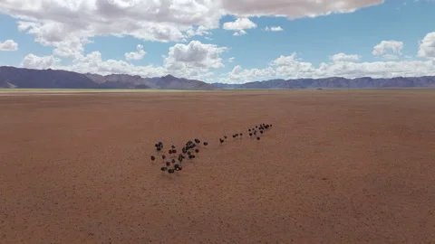 Aerial view of large flock of ostrich in desert, Namibia Stock Footage 335281421