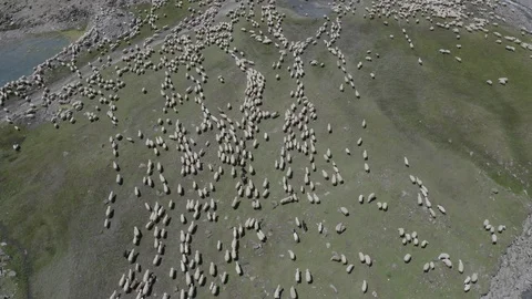 Aerial view of large flock of sheep grazing on green field  in mountains Georgia Stock Footage 123480910