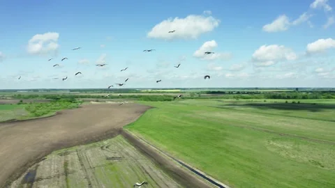 Aerial view of a large flock of storks flying 2 Stock Footage 162796605