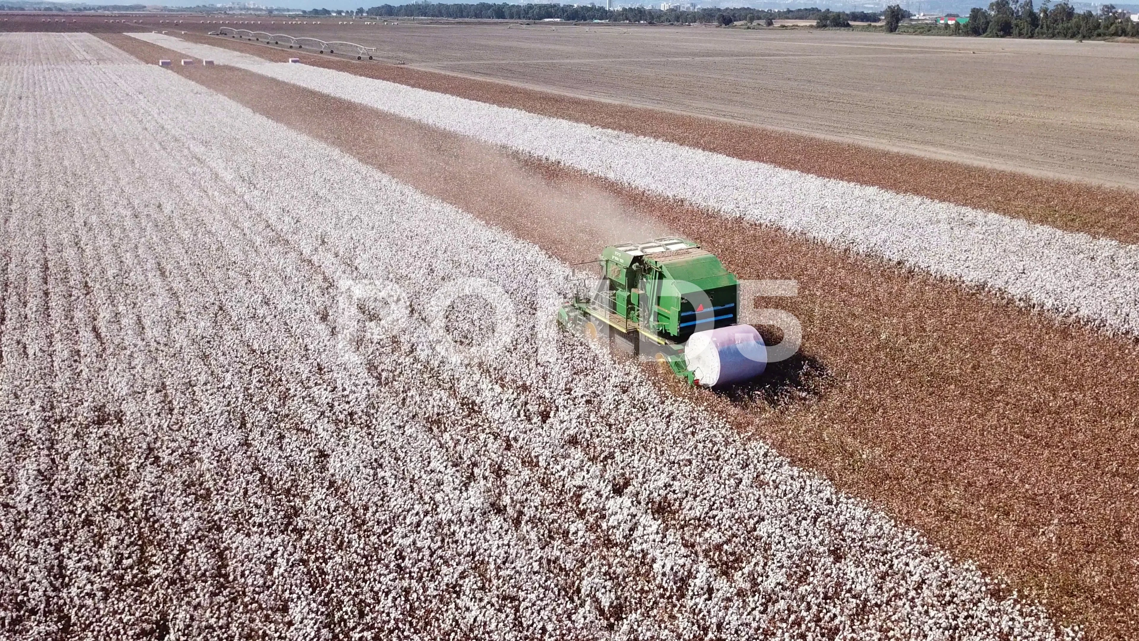 15,600+ Cotton Farm Stock Photos, Pictures & Royalty-Free Images - iStock