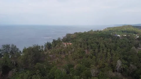 Aerial View Of A Large Green Forest with Palm Trees, View of the Ocean and Sand Stock Footage 189053487
