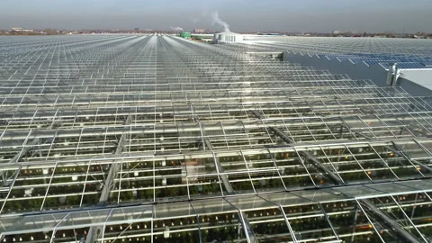 Aerial view of large greenhouse complex. Plant cultivation. Vegetable plantation Stock-Footage 137866564