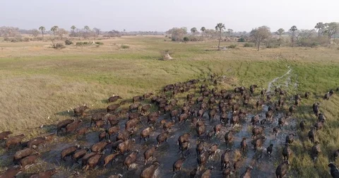 Aerial view of a large herd of buffalo walking in the Okavango Delta, Botswana Stock Footage