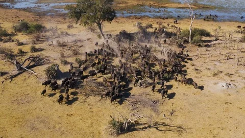 Aerial view of a large herd of Cape buffalo leaving a river, Okavango Delta Stock Footage 118287176