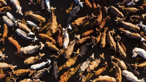  aerial view of a large herd of cattle in a protective enclosure Stock Footage 118049961
