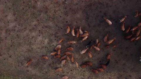 Aerial view of a large herd of cattle in a protective enclosure 스톡 동영상 218242872