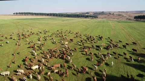 Aerial View of Large Herd of Cattle Grazing on Lush Farmland Stock Footage 292084718