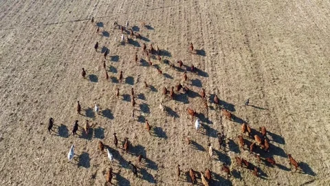 Aerial view of a large herd of cattle grazing in a dry field under sunlight Stock Footage 318373537